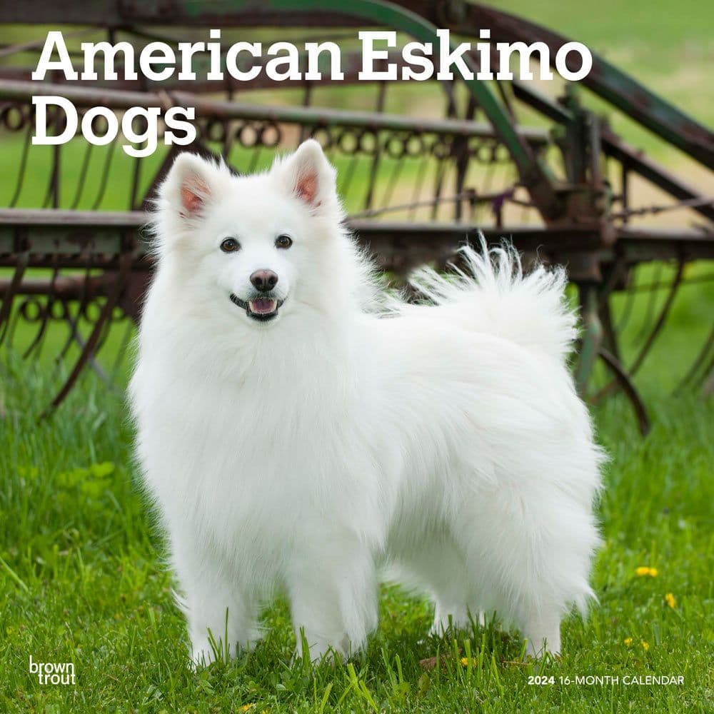 American Eskimo Dogs 2024 Wall Calendar Main Product Image width=&quot;1000&quot; height=&quot;1000&quot;