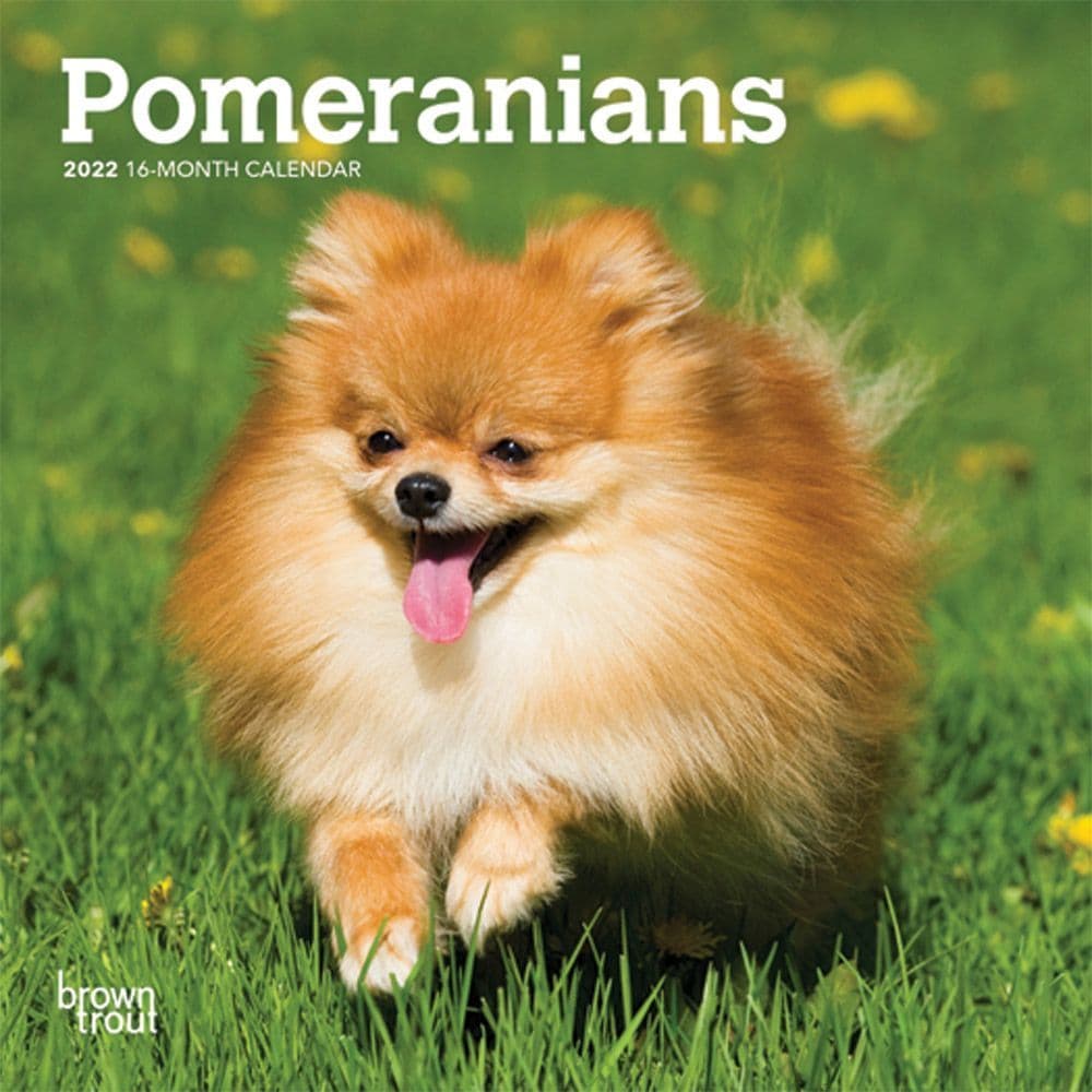 Pomeranian 2022 Mini Wall Calendar - Calendars.com