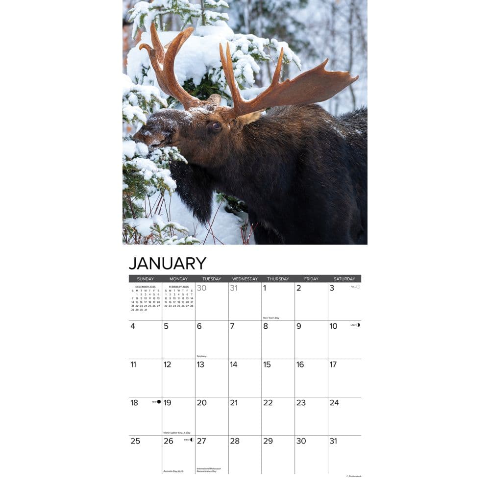 Just Moose 2026 Wall Calendar Second Alternate Image