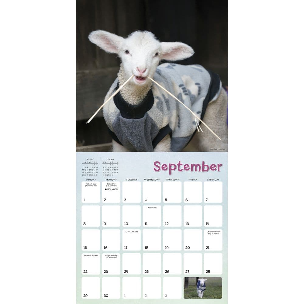 Lambies in Jammies 2025 Wall Calendar