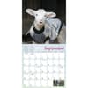 image Lambies in Jammies 2024 Wall Calendar Alternate Image 3