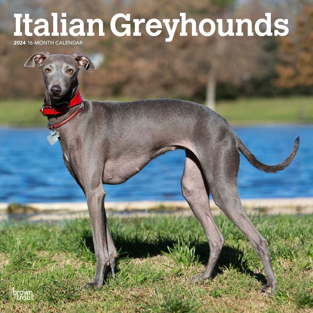 Italian Greyhounds 2024 Wall Calendar Calendars