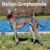 image Italian Greyhounds 2024 Wall Calendar Main Product Image width=&quot;1000&quot; height=&quot;1000&quot;