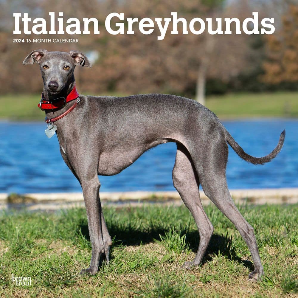 Italian Greyhounds 2024 Wall Calendar Main Product Image width=&quot;1000&quot; height=&quot;1000&quot;