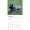 image Cairn Terriers 2024 Wall Calendar Second Alternate Image width=&quot;1000&quot; height=&quot;1000&quot;