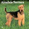 image Airedale Terriers 2024 Wall Calendar Main Product Image width=&quot;1000&quot; height=&quot;1000&quot;