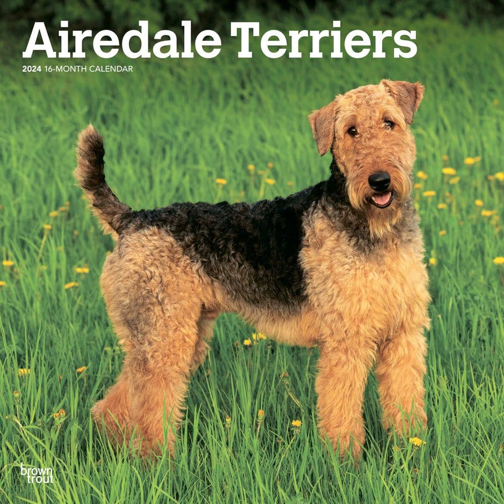 Airedale Terriers 2024 Wall Calendar Main Product Image width=&quot;1000&quot; height=&quot;1000&quot;