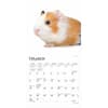 image Guinea Pigs 2025 Mini Wall Calendar Second Alternate Image width=&quot;1000&quot; height=&quot;1000&quot;