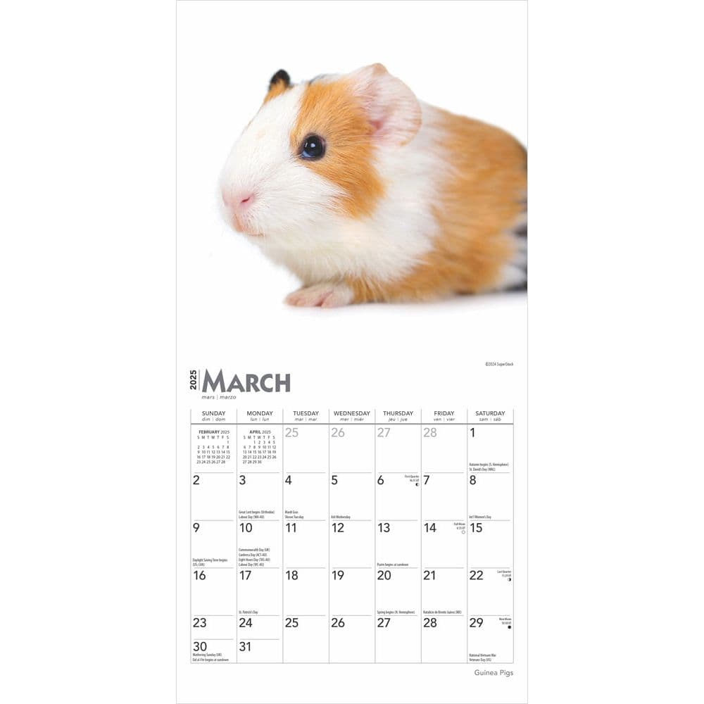 Guinea Pigs 2025 Mini Wall Calendar Second Alternate Image width=&quot;1000&quot; height=&quot;1000&quot;