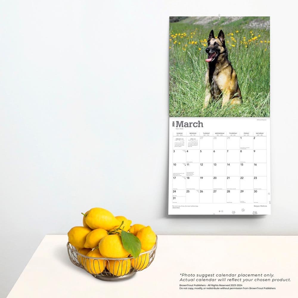 Belgian Malinois 2024 Wall Calendar