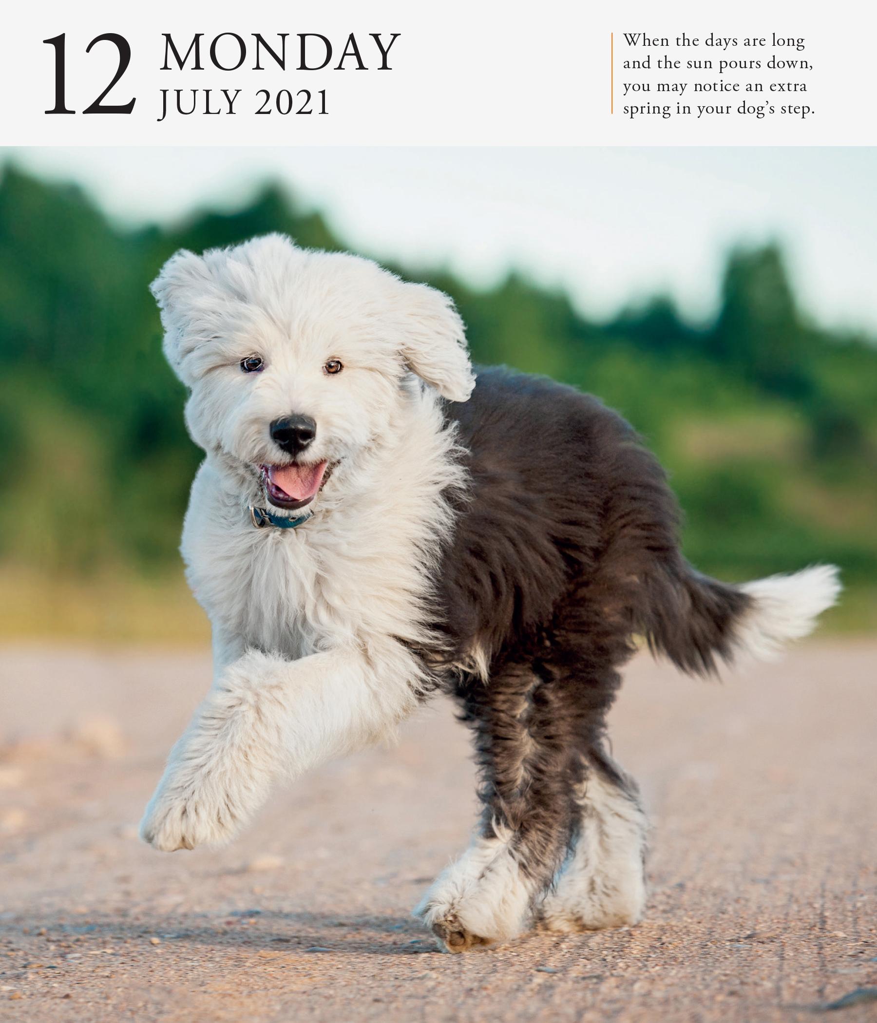 Dog Gallery Desk Calendar