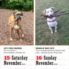 image 365 Dogs 2025 Page-A-Day Desk Calendar Third Alternate Image width=&quot;1000&quot; height=&quot;1000&quot;