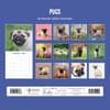 image Pugs 2026 Wall Calendar First Alternate Image