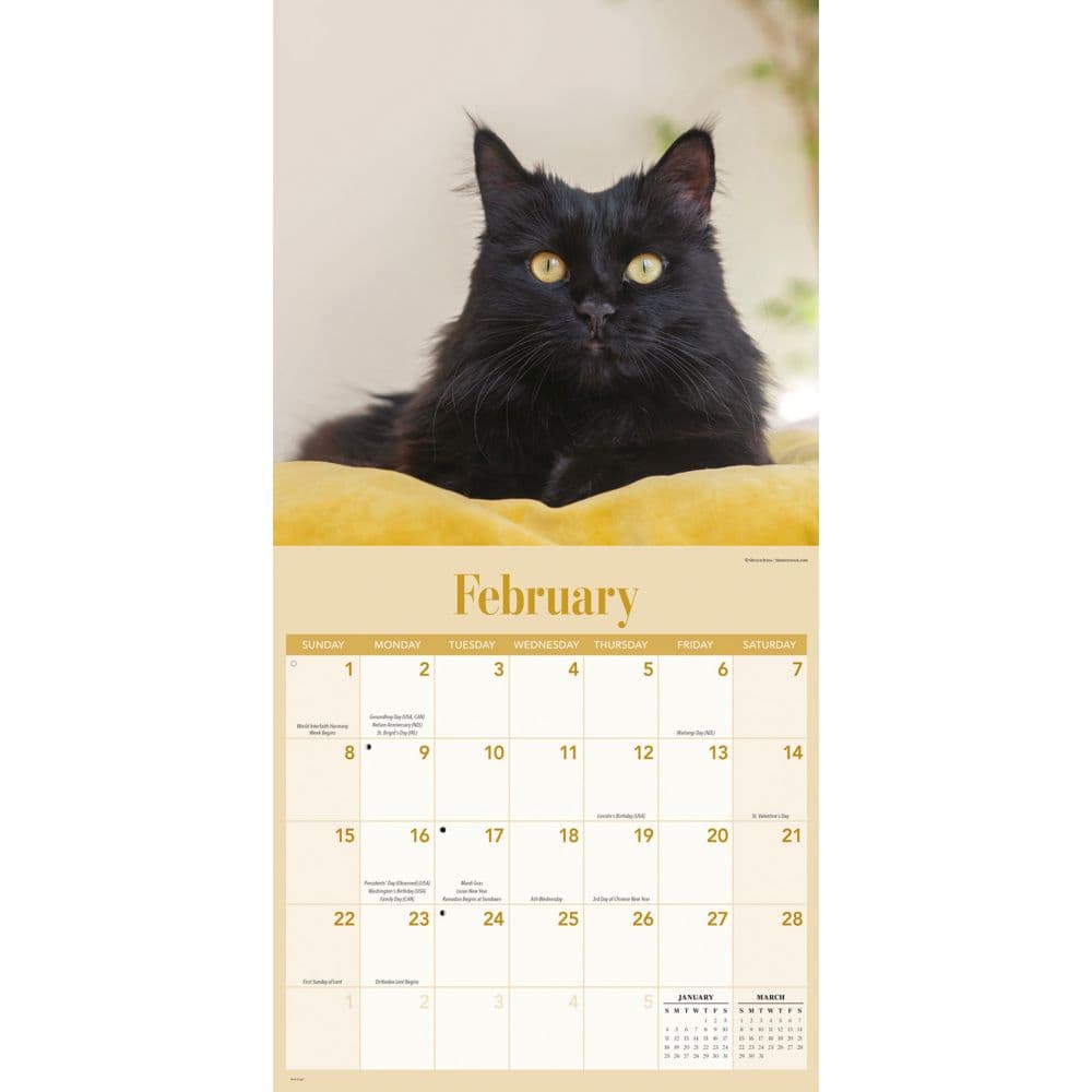 Black Cats 2026 Wall Calendar Second Alternate Image
