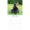 image English Cocker Spaniels 2026 Wall Calendar