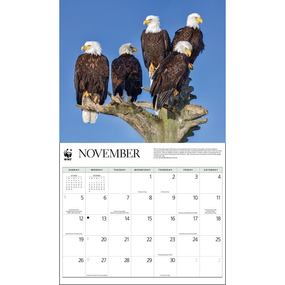 Eagles 2023 Calendar Eagles Wwf 2023 Wall Calendar - Calendars.com