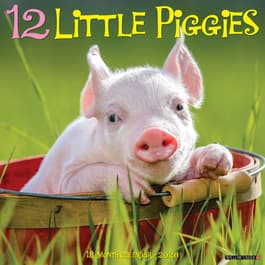 image 12 Little Piggies 2026 Wall Calendar Main Image