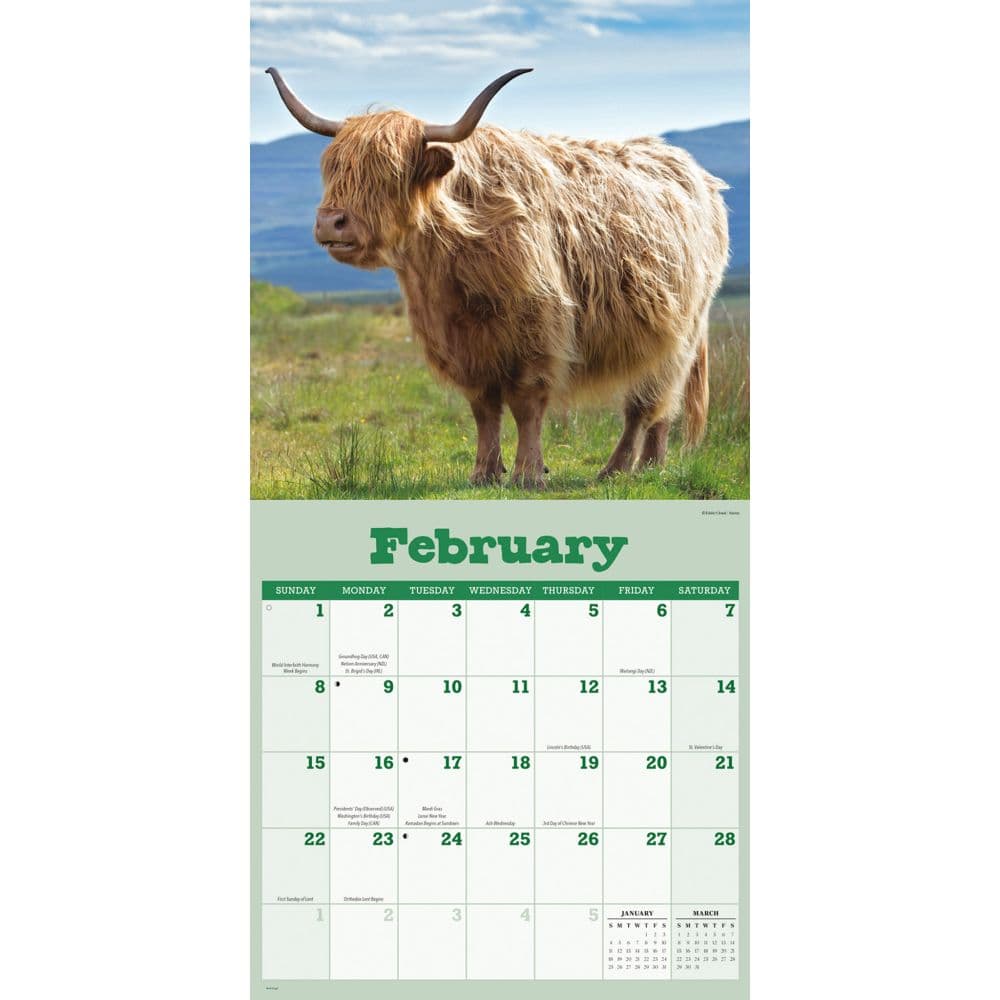 Just Cows 2026 Wall Calendar Second Alternate Image