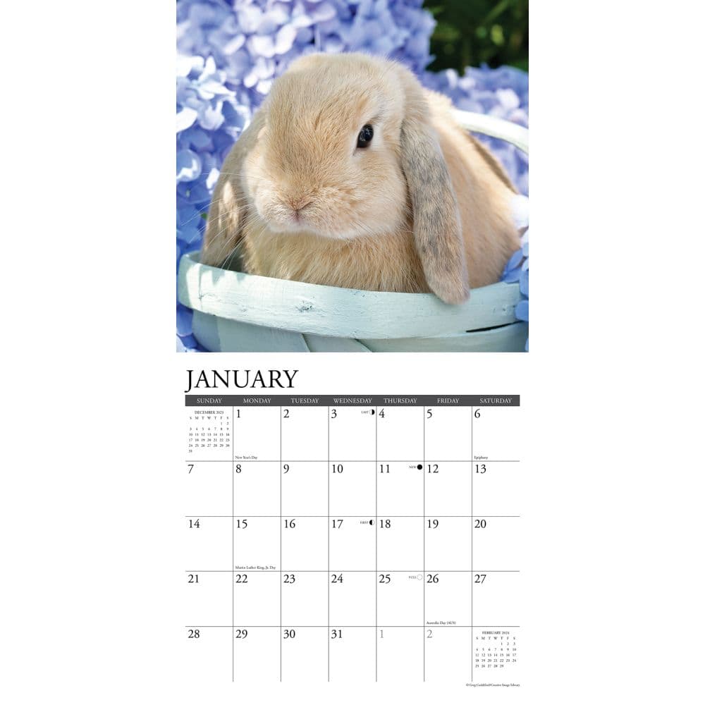 Bunnies 2024 Wall Calendar Alternate Image 2