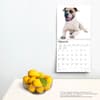 image American Bulldogs 2024 Wall Calendar Third Alternate Image width=&quot;1000&quot; height=&quot;1000&quot;
