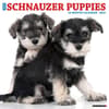 image Just Schnauzer Puppies 2025 Wall Calendar Main Image