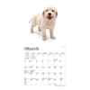 image Golden Retriever Puppies 2024 Mini Wall Calendar Second Alternate Image width=&quot;1000&quot; height=&quot;1000&quot;