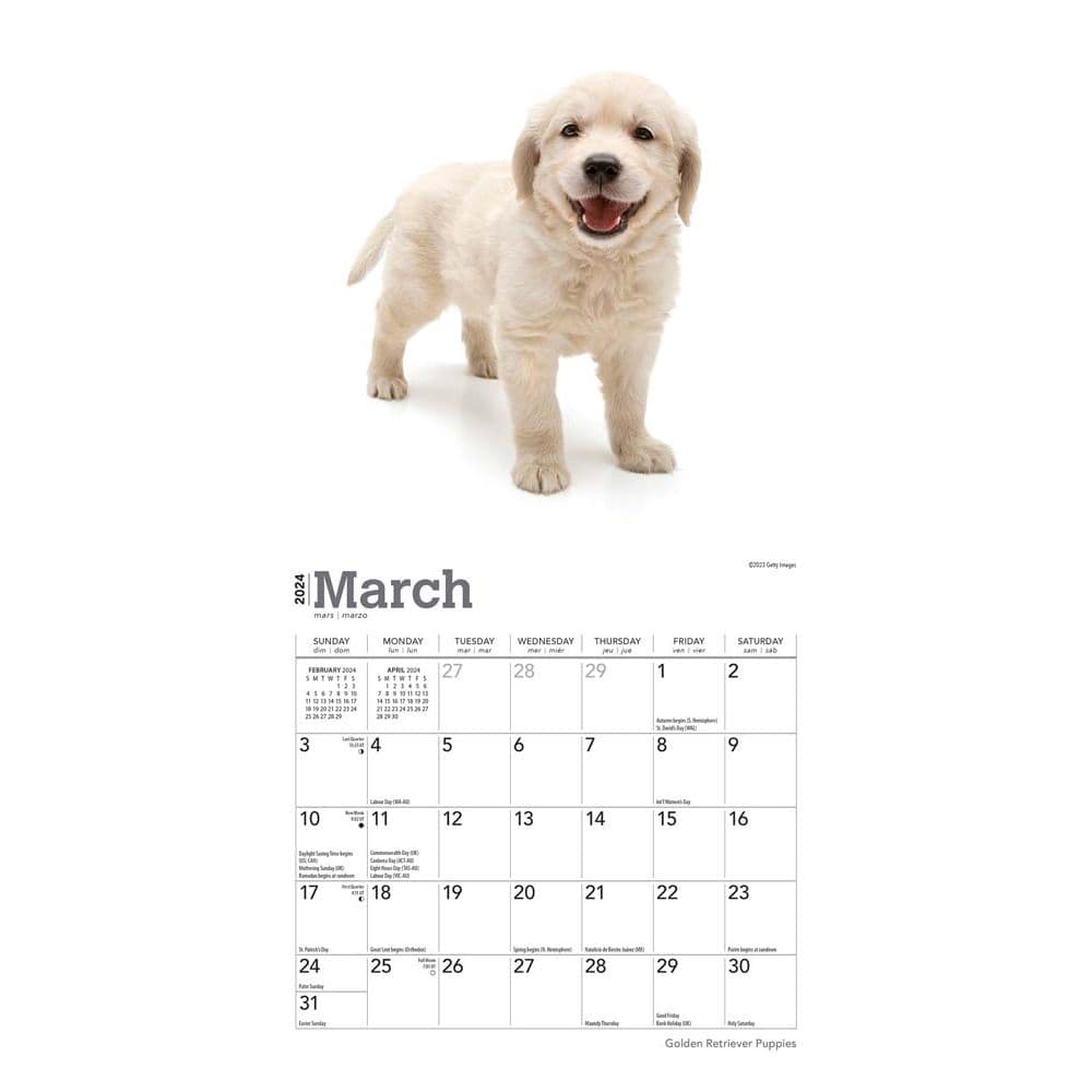 Golden Retriever Puppies 2024 Mini Wall Calendar Second Alternate Image width=&quot;1000&quot; height=&quot;1000&quot;