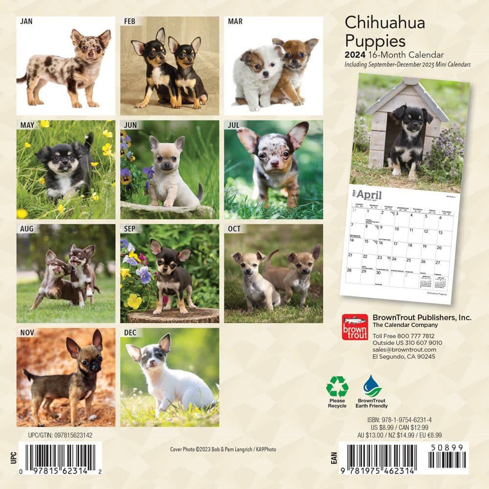 Chihuahua Puppies 2024 Mini Wall Calendar First Alternate Image width=&quot;1000&quot; height=&quot;1000&quot;