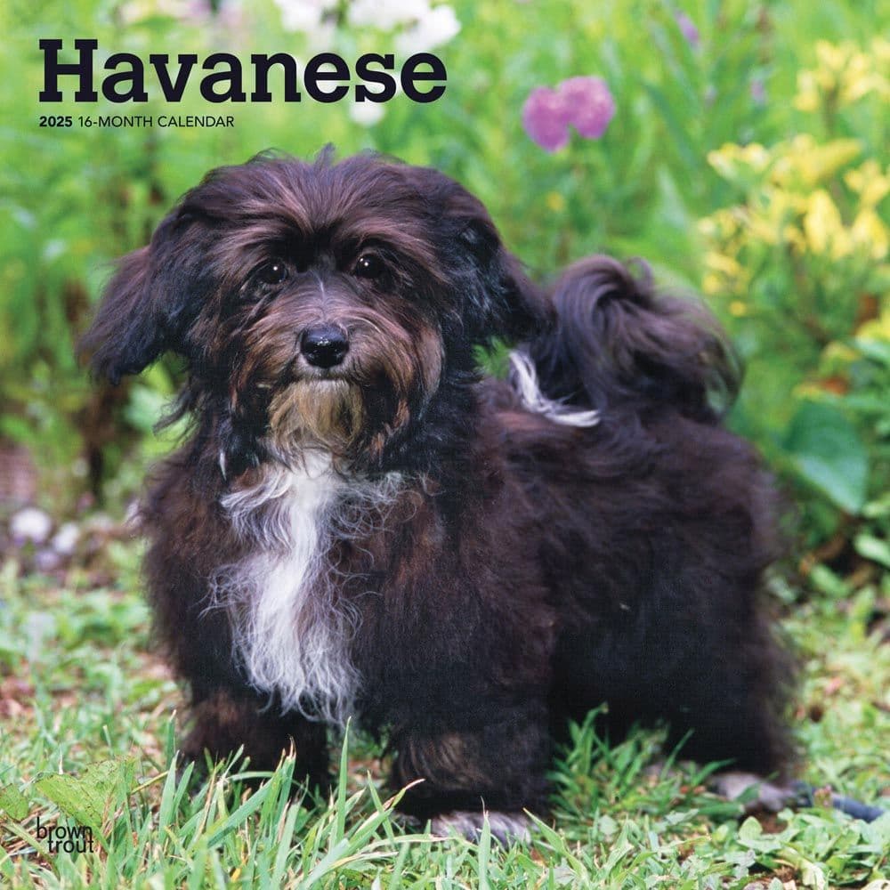 Havanese 2025 Wall Calendar