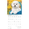 image Bichon Frise 2026 Wall Calendar Fourth Alternate Image
