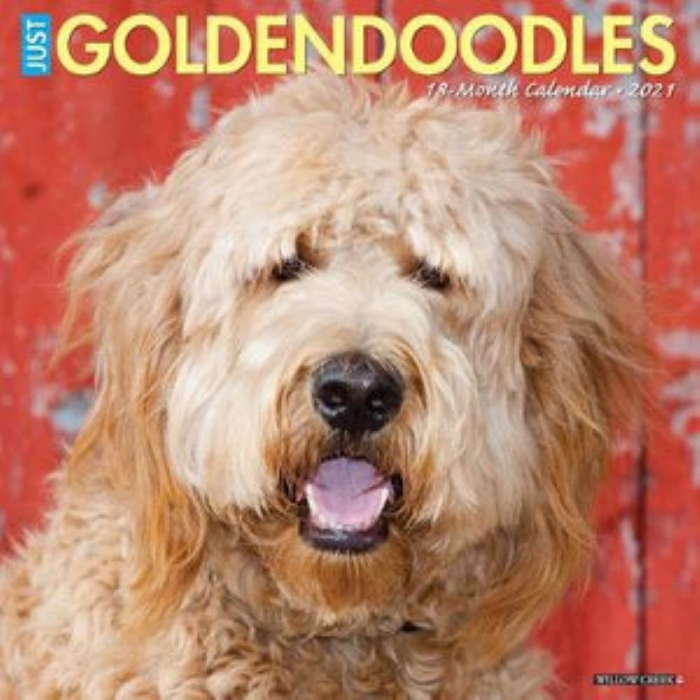 Just Goldendoodle Wall Calendar