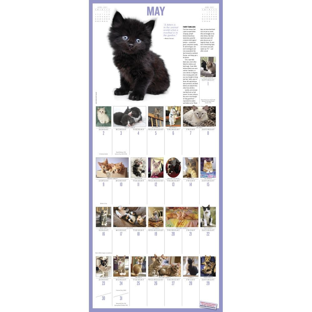 365 Kittens-A-Year Picture-A-Day 2027 Wall Calendar Fourth Alternate Image