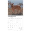 image Australian Cattle Dogs 2025 Wall Calendar Second Alternate Image width=&quot;1000&quot; height=&quot;1000&quot;