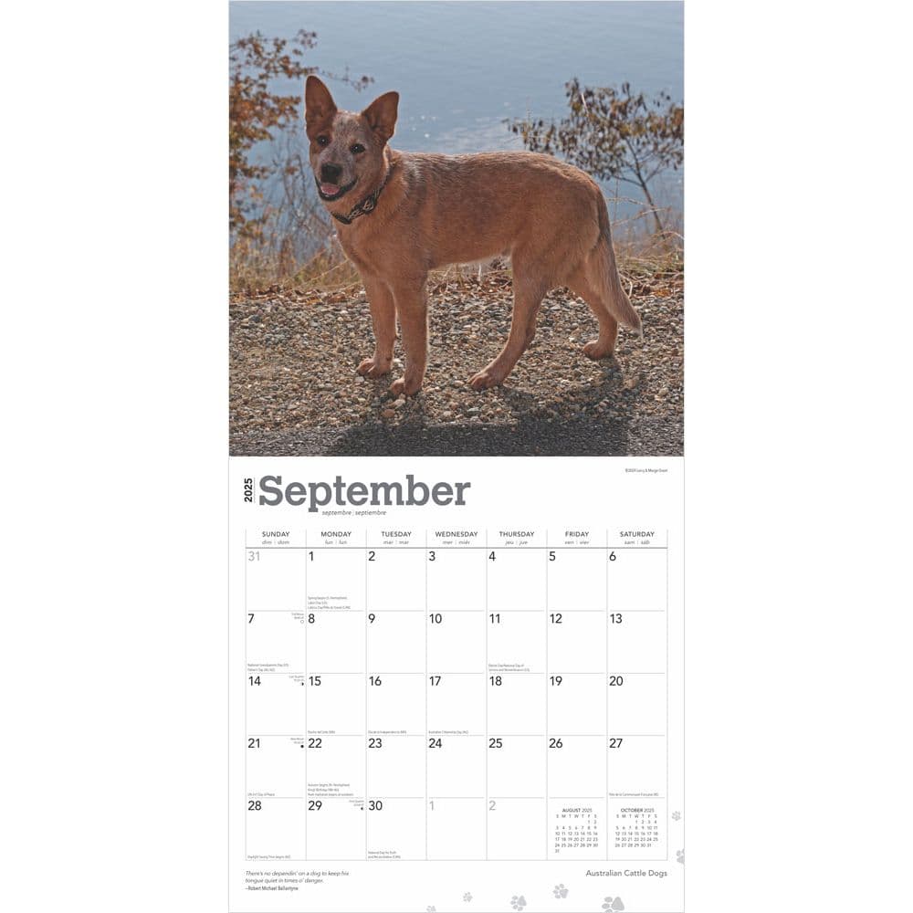 Australian Cattle Dogs 2025 Wall Calendar Second Alternate Image width=&quot;1000&quot; height=&quot;1000&quot;