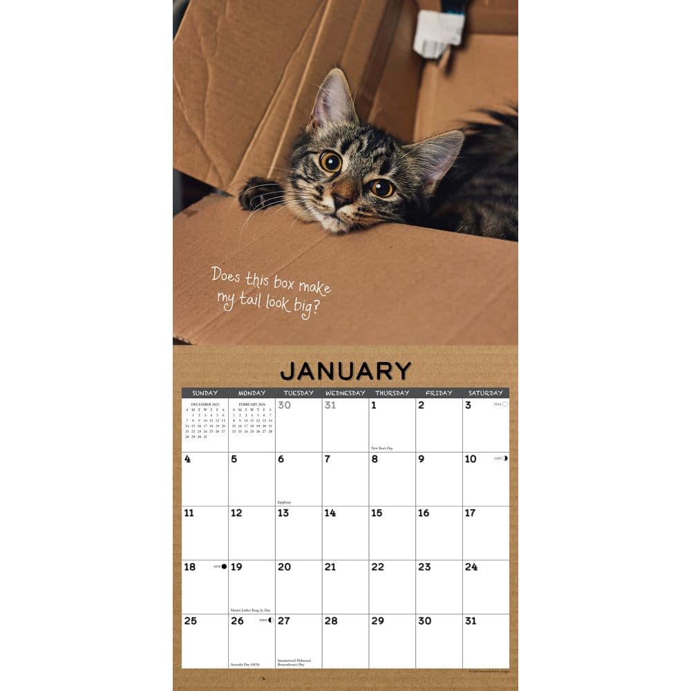 Cat In A 2026 Desk Calendar 2026 Wall Calendar Second Alternate Image