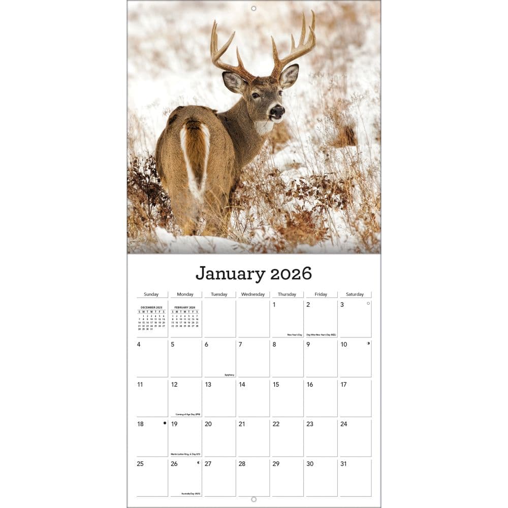 White Tailed Deer 2026 Wall Calendar_ALT3