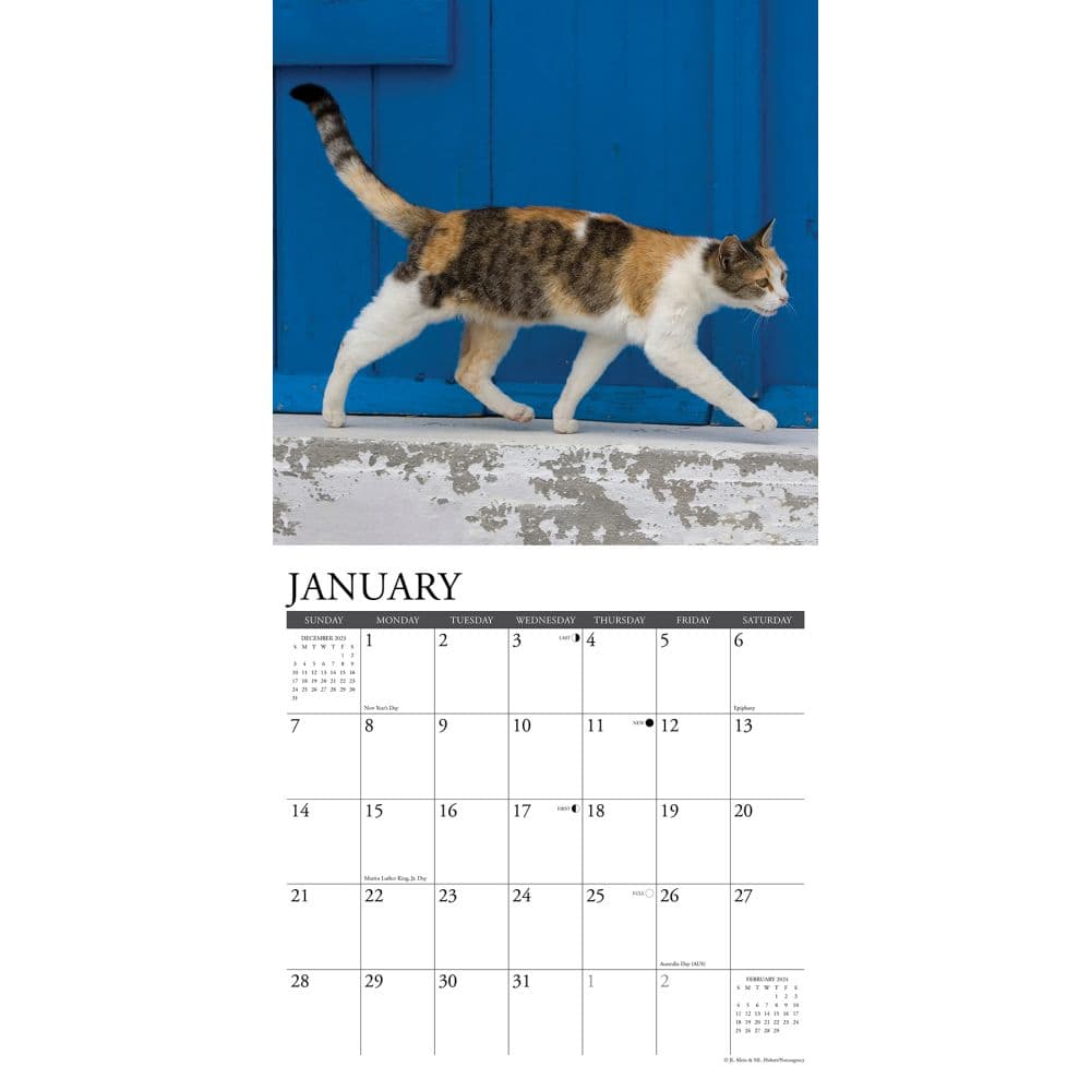 Calico Cats 2024 Wall Calendar