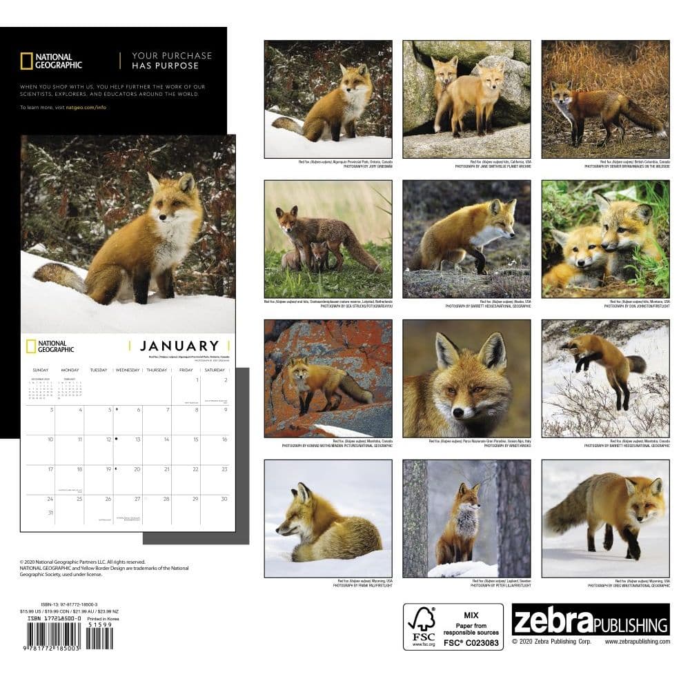 Foxes National Geographic Wall Calendar