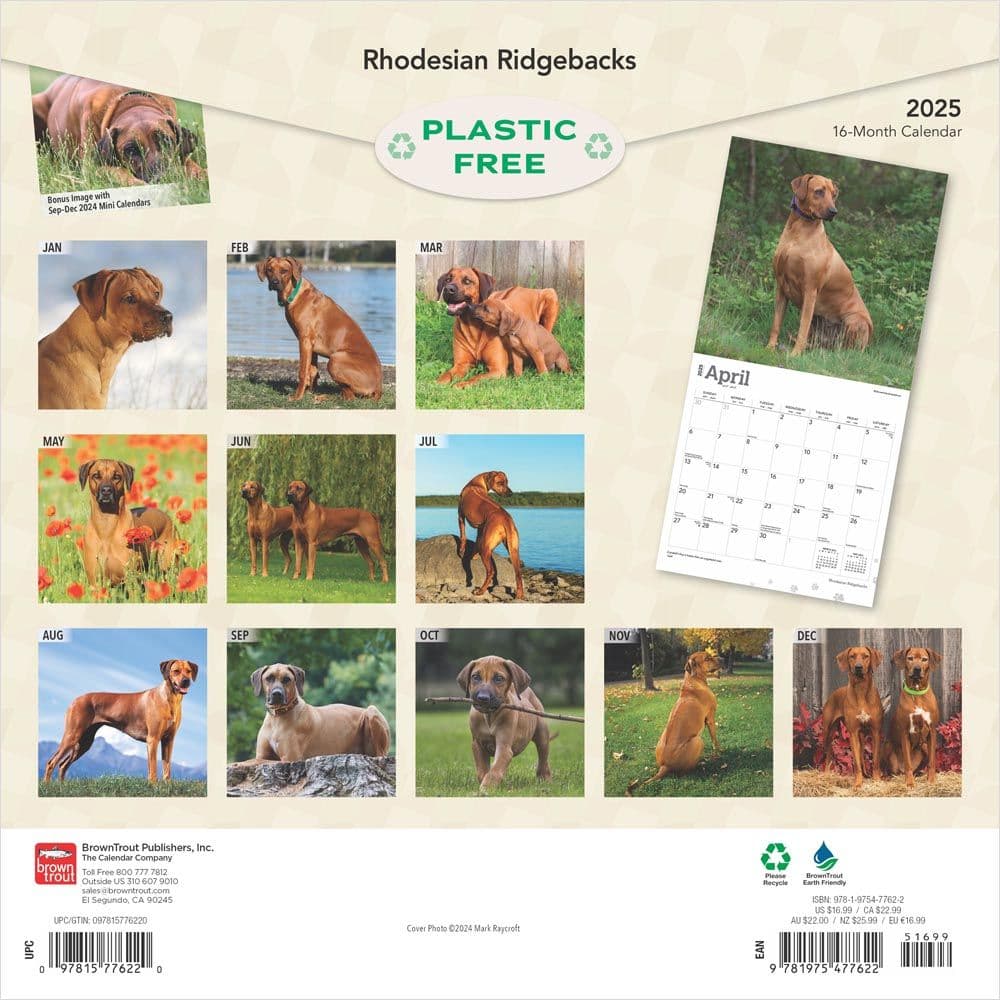 Rhodesian Ridgebacks 2025 Wall Calendar First Alternate Image width=&quot;1000&quot; height=&quot;1000&quot;