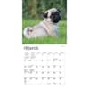 image Pug Puppies 2024 Mini Wall Calendar Second Alternate Image width=&quot;1000&quot; height=&quot;1000&quot;