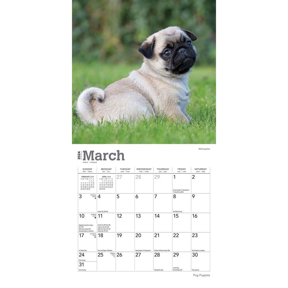 Pug Puppies 2024 Mini Wall Calendar Second Alternate Image width=&quot;1000&quot; height=&quot;1000&quot;