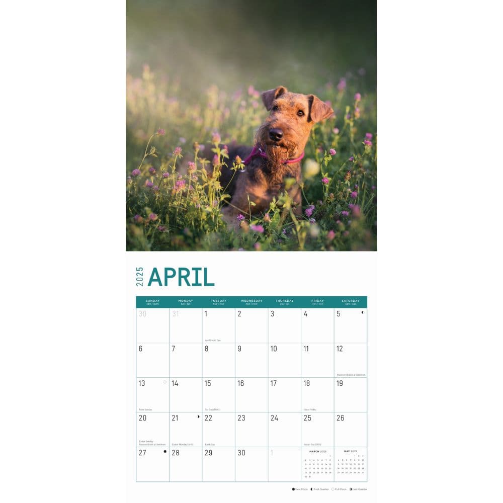 Airedale Terriers 2025 Wall Calendar