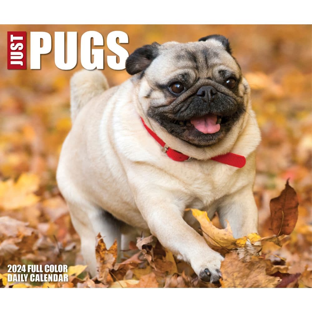 Just Pugs 2024 Desk Calendar