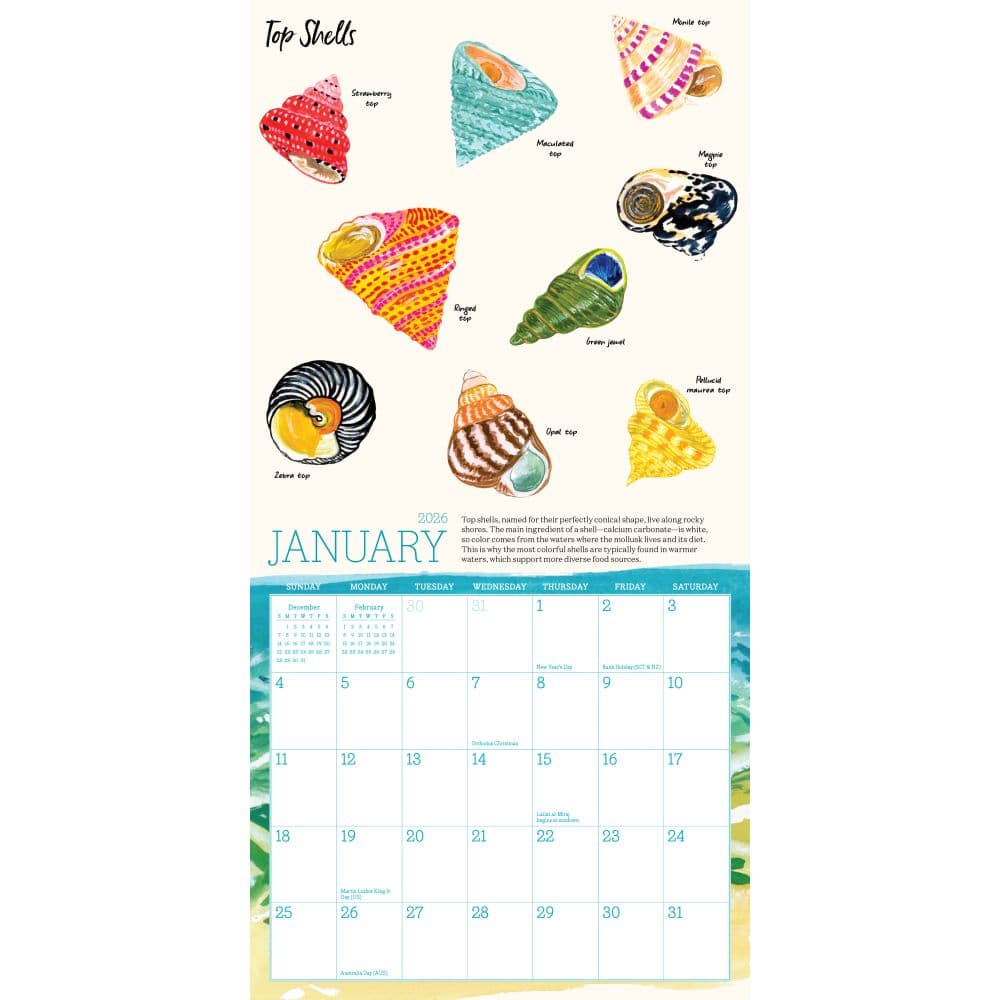 Searching for Seashells 2026 Mini Wall Calendar Second Alternate Image