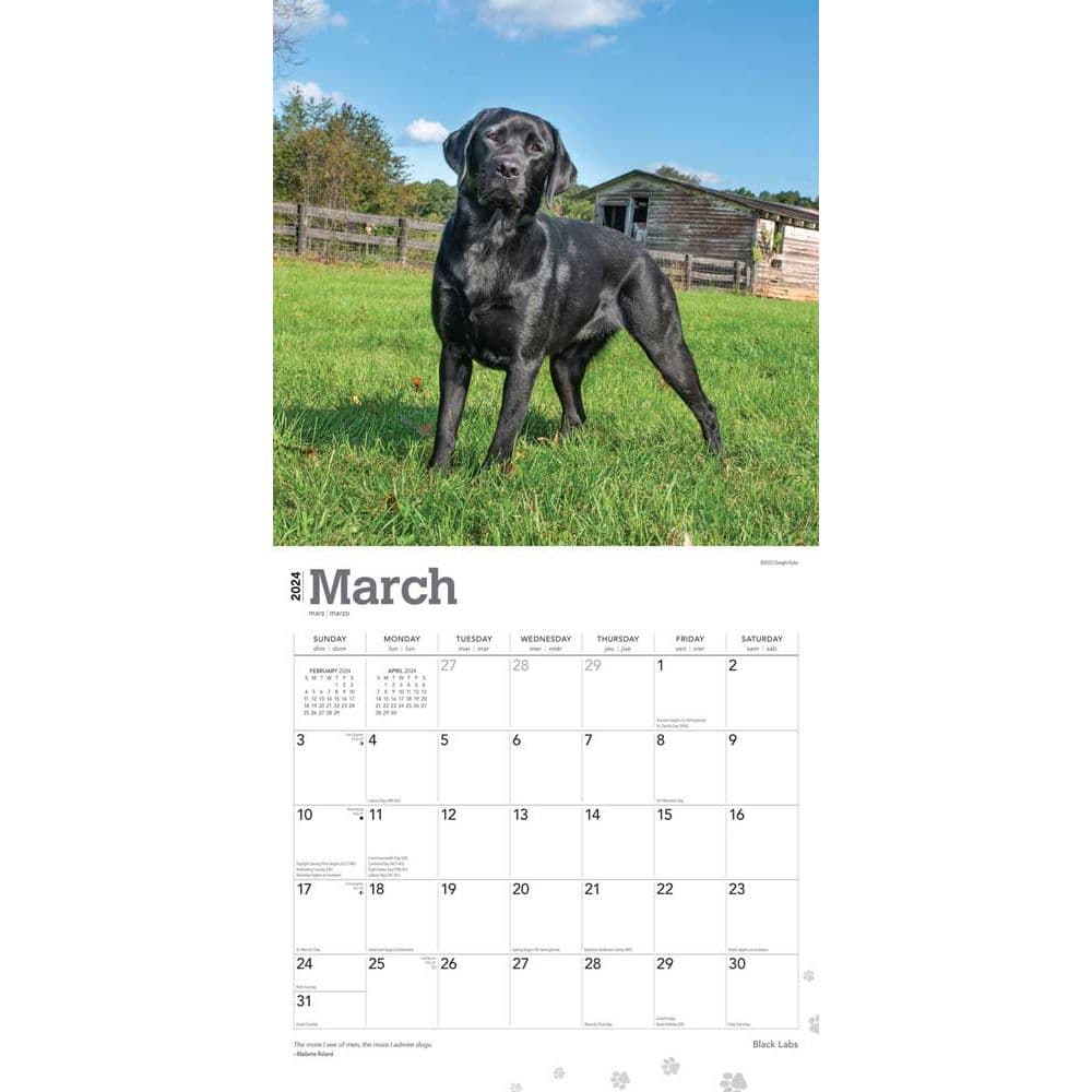 Black Lab Retriever 2024 Wall Calendar