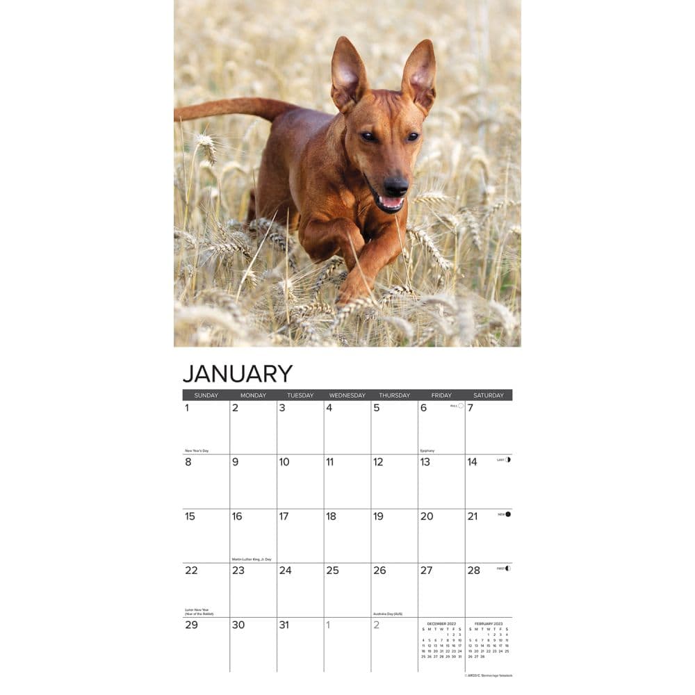 Pinscher Miniature Just 2023 Wall Calendar - Calendars.com