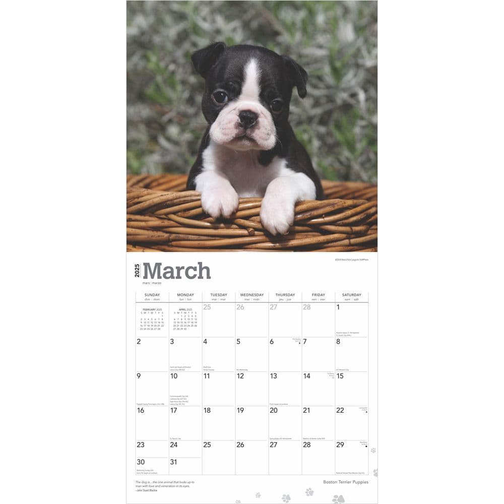 Boston Terrier Puppies 2025 Wall Calendar First Alternate Image width=&quot;1000&quot; height=&quot;1000&quot;