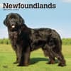 image Newfoundlands 2025 Wall Calendar Main Product Image width=&quot;1000&quot; height=&quot;1000&quot;