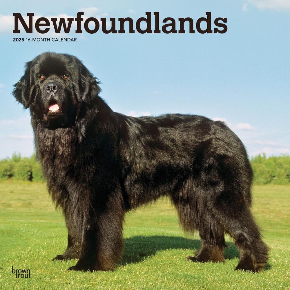 Newfoundlands 2025 Wall Calendar Main Product Image width=&quot;1000&quot; height=&quot;1000&quot;