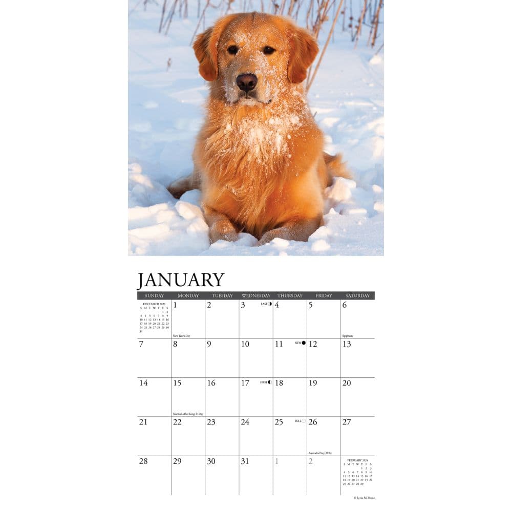 Goldens Just 2024 Mini Wall Calendar